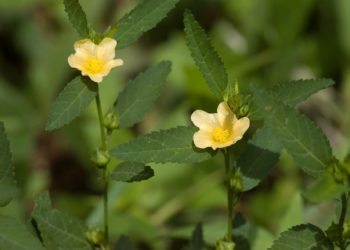 Balarishta-Sida cordifolia