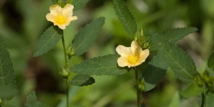 Balarishta-Sida cordifolia