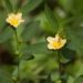 Balarishta-Sida cordifolia