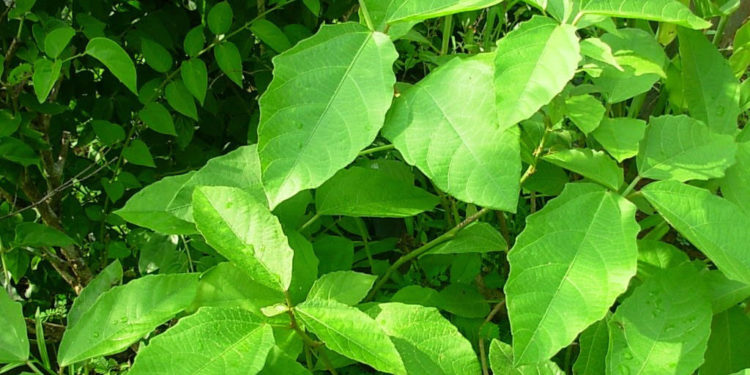 Baliospermum-montanum-Danti-plant-Danthyarishtam-ayurvedam-basics