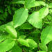 Baliospermum-montanum-Danti-plant-Danthyarishtam-ayurvedam-basics