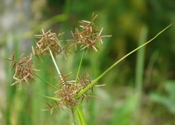 Cyperus_rotundus_ayurvedam