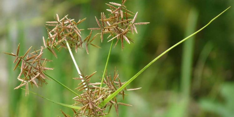 Cyperus_rotundus_ayurvedam