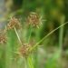 Cyperus_rotundus_ayurvedam