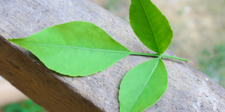 Dhanwanthararishtam-Dashamoola-Bilva – Aegle marmelos