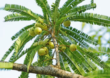 Emblica officinalis-amalaki-Dhathryasavam