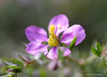 Fagonia-cretica-flower-Duralabharishtam-ayurvedic-medicine