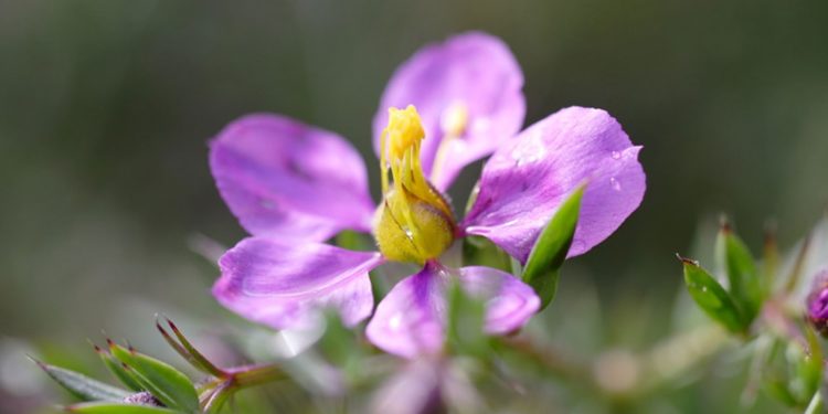 Fagonia-cretica-flower-Duralabharishtam-ayurvedic-medicine