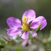 Fagonia-cretica-flower-Duralabharishtam-ayurvedic-medicine