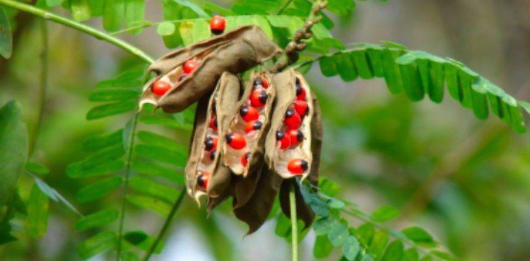 Gunja-Indian Wild Liquorice-usage-and-benefits-in-ayurvedam