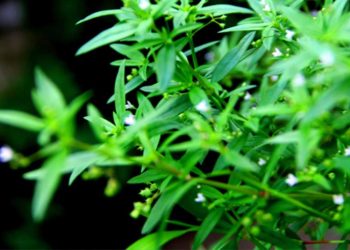 Hedyotis-Parpatakarishtam