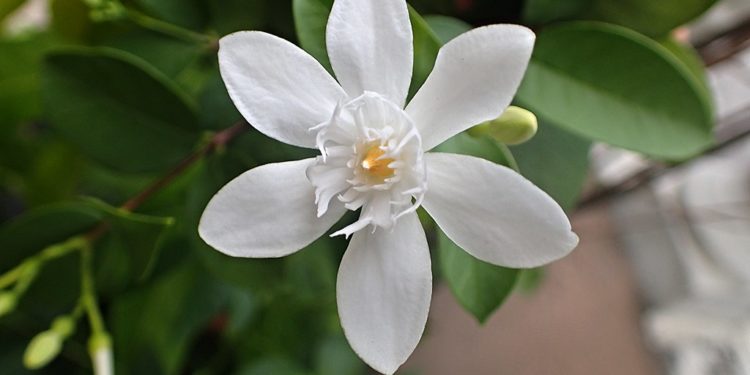 Holarrhena antidysenterica-Kutaja