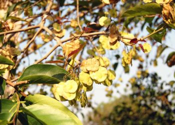 Holoptelea-integrifolia-Poothikasavam