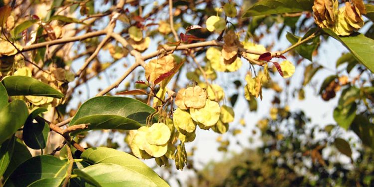 Holoptelea-integrifolia-Poothikasavam