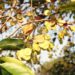 Holoptelea-integrifolia-Poothikasavam