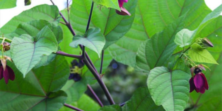 Medicinal properties of Pishacha Karpaasa - Abroma augusta Linn