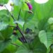 Medicinal properties of Pishacha Karpaasa - Abroma augusta Linn