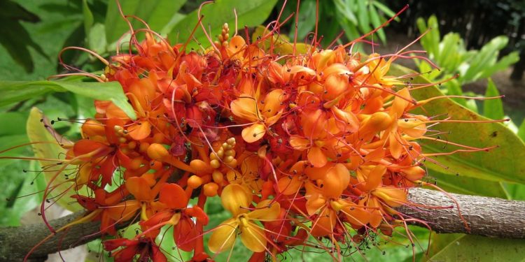 Saraca asoka-ayurvedic-benefits