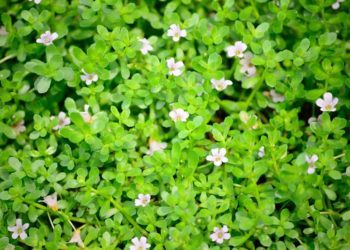 Saraswatarishtam-ayurvedic-medcine-for-memory-Brahmi-sreepathy-ayurvedam