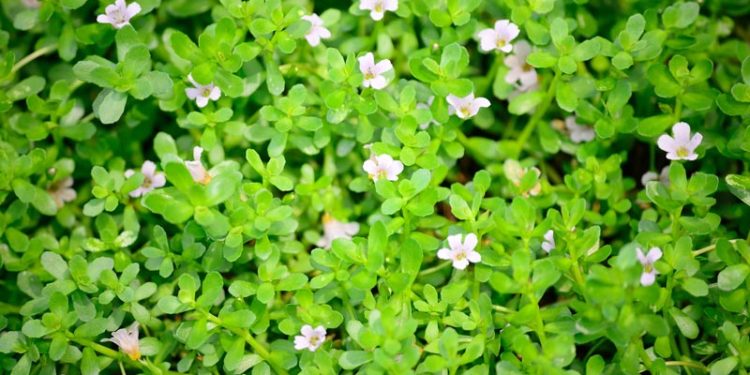 Saraswatarishtam-ayurvedic-medcine-for-memory-Brahmi-sreepathy-ayurvedam