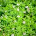 Saraswatarishtam-ayurvedic-medcine-for-memory-Brahmi-sreepathy-ayurvedam