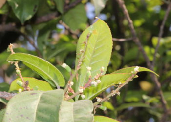 Symplocos racemosa-Lodhrasavam-learn-ayurvedam-from-kerala
