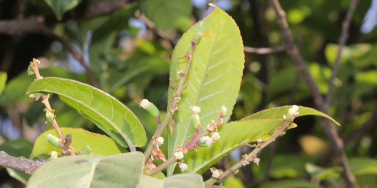Symplocos racemosa-Lodhrasavam-learn-ayurvedam-from-kerala