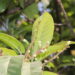 Symplocos racemosa-Lodhrasavam-learn-ayurvedam-from-kerala