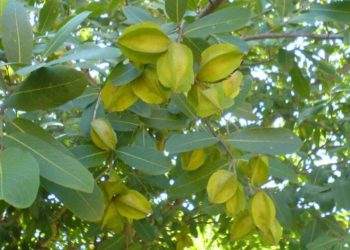 Terminalia-arjuna-and-it's-benefits--ayurvedic-medicine