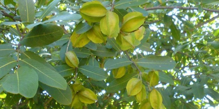 Terminalia-arjuna-and-it's-benefits--ayurvedic-medicine