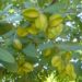 Terminalia-arjuna-and-it's-benefits--ayurvedic-medicine
