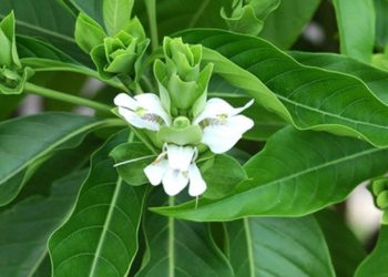 Vasarishtam-malabar-nut-ayurvedic-medicine-sreepathy-ayurvedam