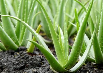 aloe-vera-plant-health-benefits-ayurvedam