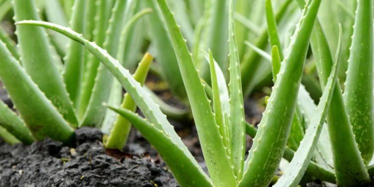 aloe-vera-plant-health-benefits-ayurvedam