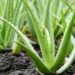 aloe-vera-plant-health-benefits-ayurvedam
