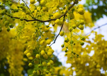 cassia-fistula-medicinal-usage-ayurveda