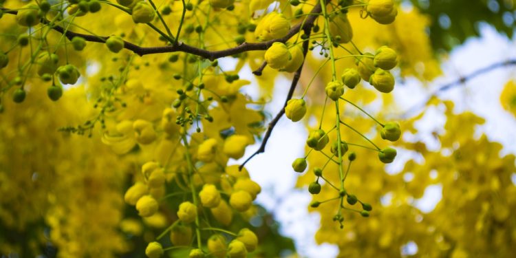 cassia-fistula-medicinal-usage-ayurveda