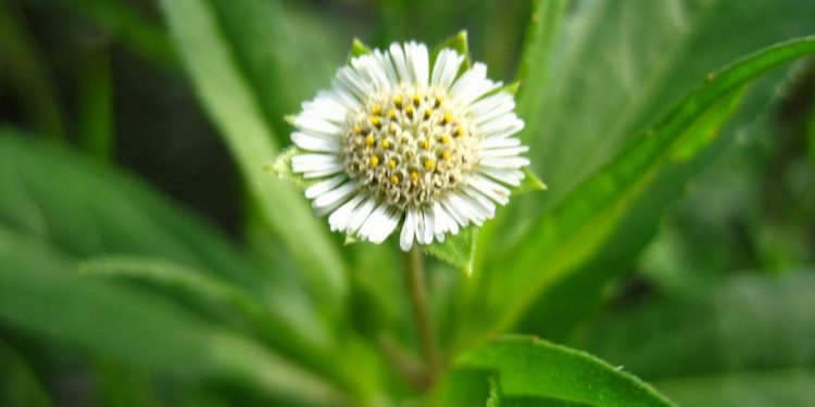 eclipta-alba-false-daisy-ayurvedic-medicine-sreepathy-ayurvedam