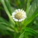 eclipta-alba-false-daisy-ayurvedic-medicine-sreepathy-ayurvedam