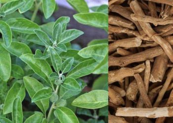 health-benefits-of-Ashwagandh-ayurvedam-sreepathy