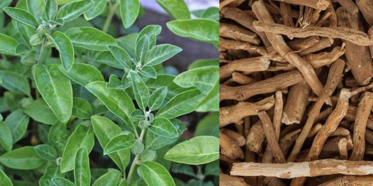 health-benefits-of-Ashwagandh-ayurvedam-sreepathy