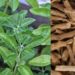 health-benefits-of-Ashwagandh-ayurvedam-sreepathy