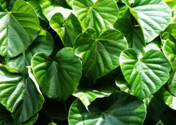 indian tinospora-ayurvedic-benefits
