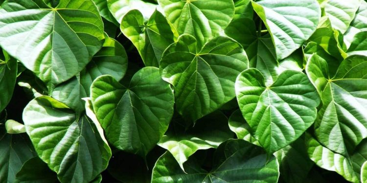 indian tinospora-ayurvedic-benefits
