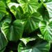 indian tinospora-ayurvedic-benefits