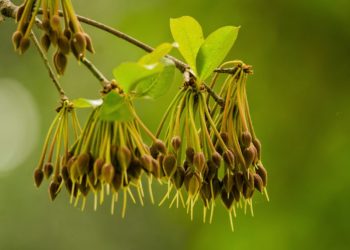 madhuca longifolia-Madhukasavam-sreepathy-ayurvedam-learn-ayurvedam