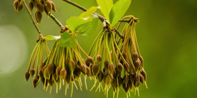 madhuca longifolia-Madhukasavam-sreepathy-ayurvedam-learn-ayurvedam