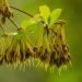 madhuca longifolia-Madhukasavam-sreepathy-ayurvedam-learn-ayurvedam