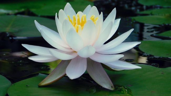 white water lily