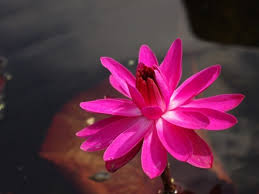 Red water lily